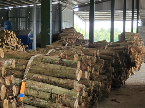 Khai thác gỗ nguyên liệu
